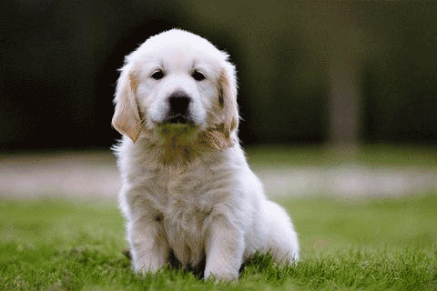 puppy fence